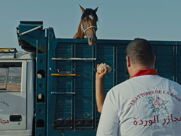 Affiche Pourquoi as-tu laissé le cheval à sa solitude ?